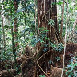 Doch der eigentliche Star ist der Urwald selbst