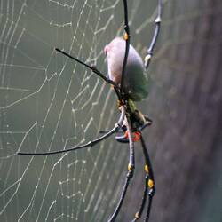 Diese Spinne war größer als meine Hand 🤚🕷😱