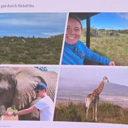 Viele Tiere in Aussicht