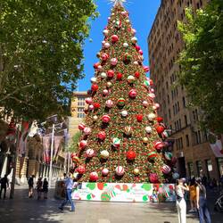 "Kleiner" Tannenbaum mitten in der City