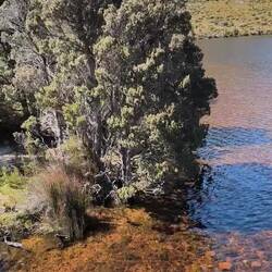 Rundblick Dove Lake/Cradle Mountain