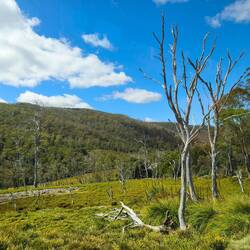 am Weg zum Cradle Mountain