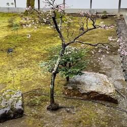 Ninnaji Tempel Anlage