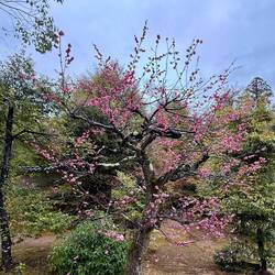 Parkanlage Kinkaku-ji