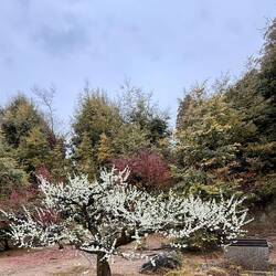 Parkanlage Kinkaku-ji