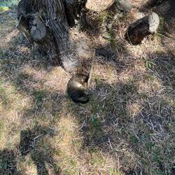 Possum am pfüsälä🥹