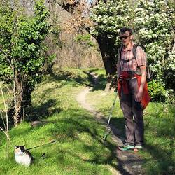 Pipistelle gefunden.