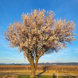 Mandelbaum in voller Pracht.