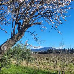 Im Hintergrund sind ganz klein die Felsnadeln der Dentelles de Montmirail auszumachen.
