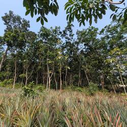 Hinter den Ananas Gummibaeume