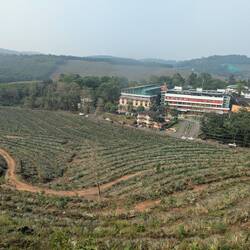 Dann vorbei an Ananasplantagen