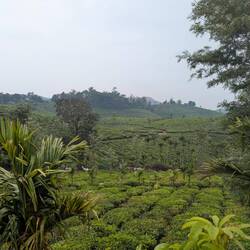 Von dort Blick auf die Teeplantagen