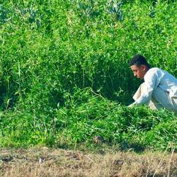 Futter für Kühe und Pferde