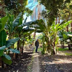 Und bewässert die Plantagen