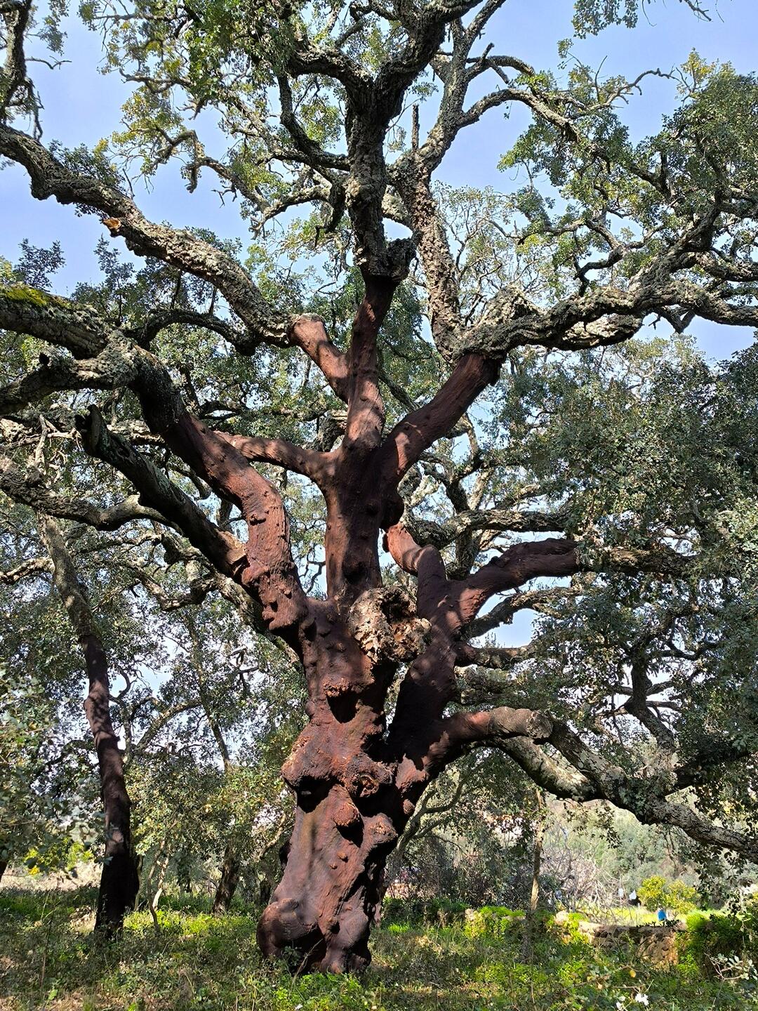 Korkeiche, über 200 Jahre alt