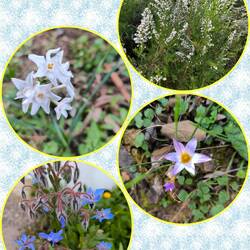 Narzissen, Besenheide, Scheinkrokus und Borretsch