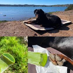 ..für mich eine Gesichtsmaske und Wellness für die Pfoten🐾 🧖🏻‍♀️😅