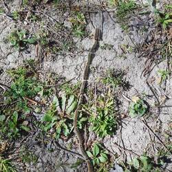 Prozessionsraupenspinner in ihrem Element