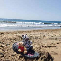 Treue Reisebegleiter