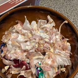 Sicher mindestens 6 ganze Knoblauchknollen (nicht Zehen) für 12 Personen