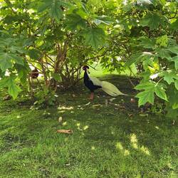 The birds are everywhere!