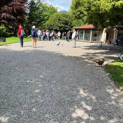 The courtyard of exotic birds!