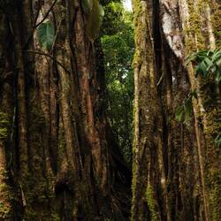Ein Baum. Man kann durchgehen.
