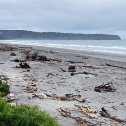 Bruce Bay with much timber brought down by the glacial rivers