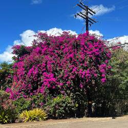 Kauai = garden Island