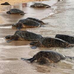 Die Turtles, welche zahlreich am Strand...