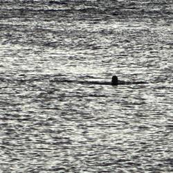 Eine güxelt aus dem Wasser, wo sie hin muss...