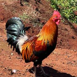 Überall laufen Cocks herum, teilweise richtig schöne Exemplare, wie diese neue Herr hier