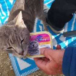 Das passende Futter zur Katze😂