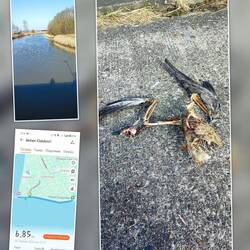 Von dem Vogel ist nur noch das Skelett übrig