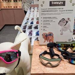 Sonnenbrille für Hunde