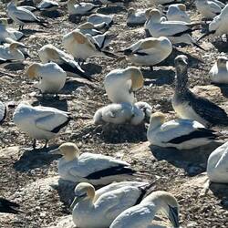 Fuzzy chick in the middle