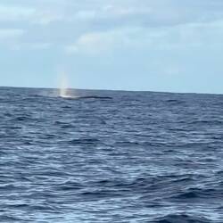 Whalewatching vom Feinsten