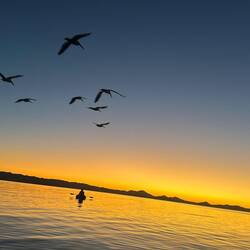 First morning paddleboard to greet the sunrise with my old pelican friends