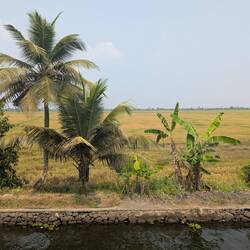 Blick auf Reisfelder