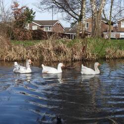 The three (noisy) geese who had made the wharf their home