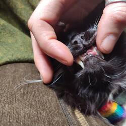 Growths on Mr Whiskers' gums