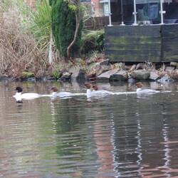 The male leading the female Goosanders who took off pretty quickly when Vicky popped her head out.