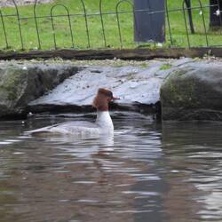 Getting up earlier than usual for Whisker' op, Vicky spotted Goosanders in the wharf basin