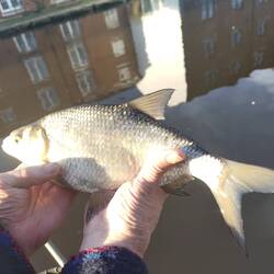 Will caught a few big fish in the Wharf basin