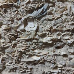 ... mit Muschelschalen.