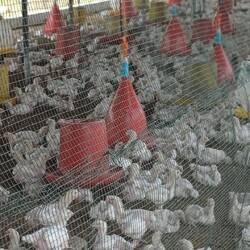 Hühnerfarm. Hier haben wir Futter für die Krokodile für kleines Geld gekauft