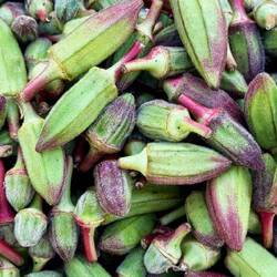 Okra