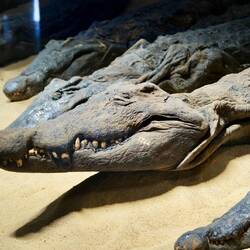 Mumifizierte Krokodile