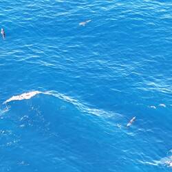 Die Delfine haben uns eine Zeit lang begleitet!