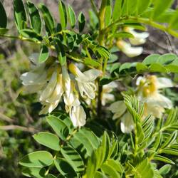 portugiesischer Tragant